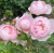 септе дайл / scepter'd isle