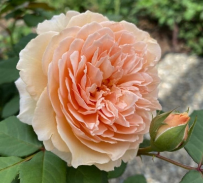 краун принцесса маргарет / crown princess margareta