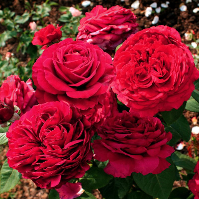 четыре ветра / rose des 4 vents