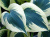 Хоста Блю Айвори / Blue Ivory Хоста Блю Айвори / Blue Ivory