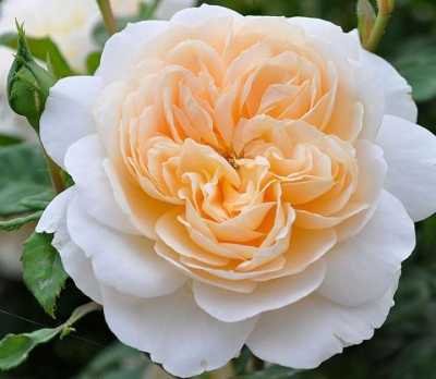 крокус роуз - crocus rose