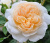 крокус роуз - crocus rose крокус роуз - crocus rose