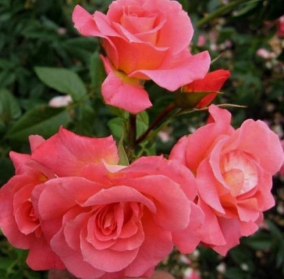 сегун / shogun