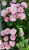 хевенли пинк - heavenly pink хевенли пинк - heavenly pink