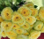 лемон зест / lemon zest лемон зест / lemon zest
