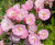 хевенли пинк - heavenly pink хевенли пинк - heavenly pink