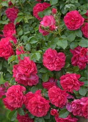 розариум ютерзен - rosarium uetersen