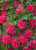 розариум ютерзен - rosarium uetersen розариум ютерзен - rosarium uetersen