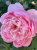 зе алнвик роуз / the alnwick rose зе алнвик роуз / the alnwick rose