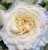 крем фрагранс - cream fragrance крем фрагранс - cream fragrance