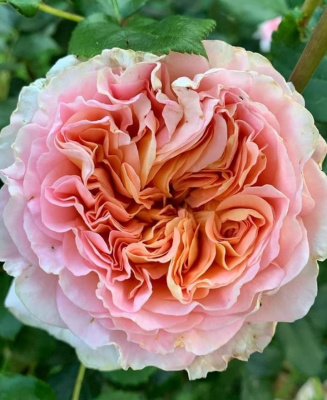 абрахам дерби / abraham darby