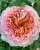 абрахам дерби / abraham darby абрахам дерби / abraham darby