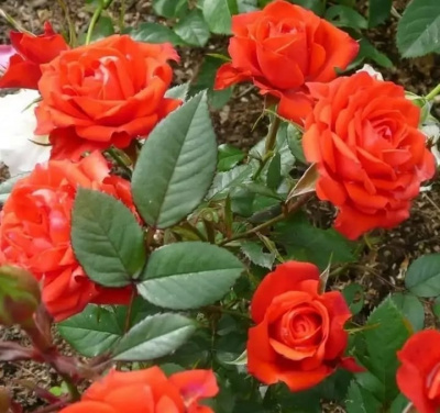 оранж джувел - orange juwel