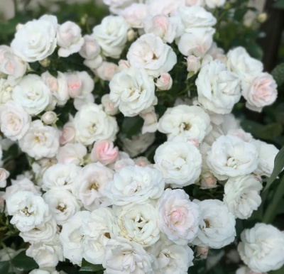 аспирин / aspirin rose