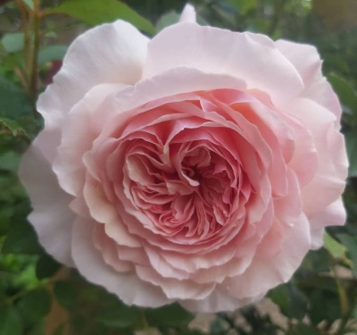 э шропшир лед / a shropshire lad