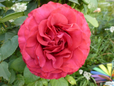 четыре ветра / rose des 4 vents