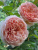 абрахам дерби / abraham darby абрахам дерби / abraham darby