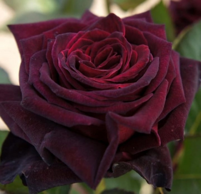 блэк баккара - black baccara