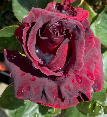 блэк баккара - black baccara